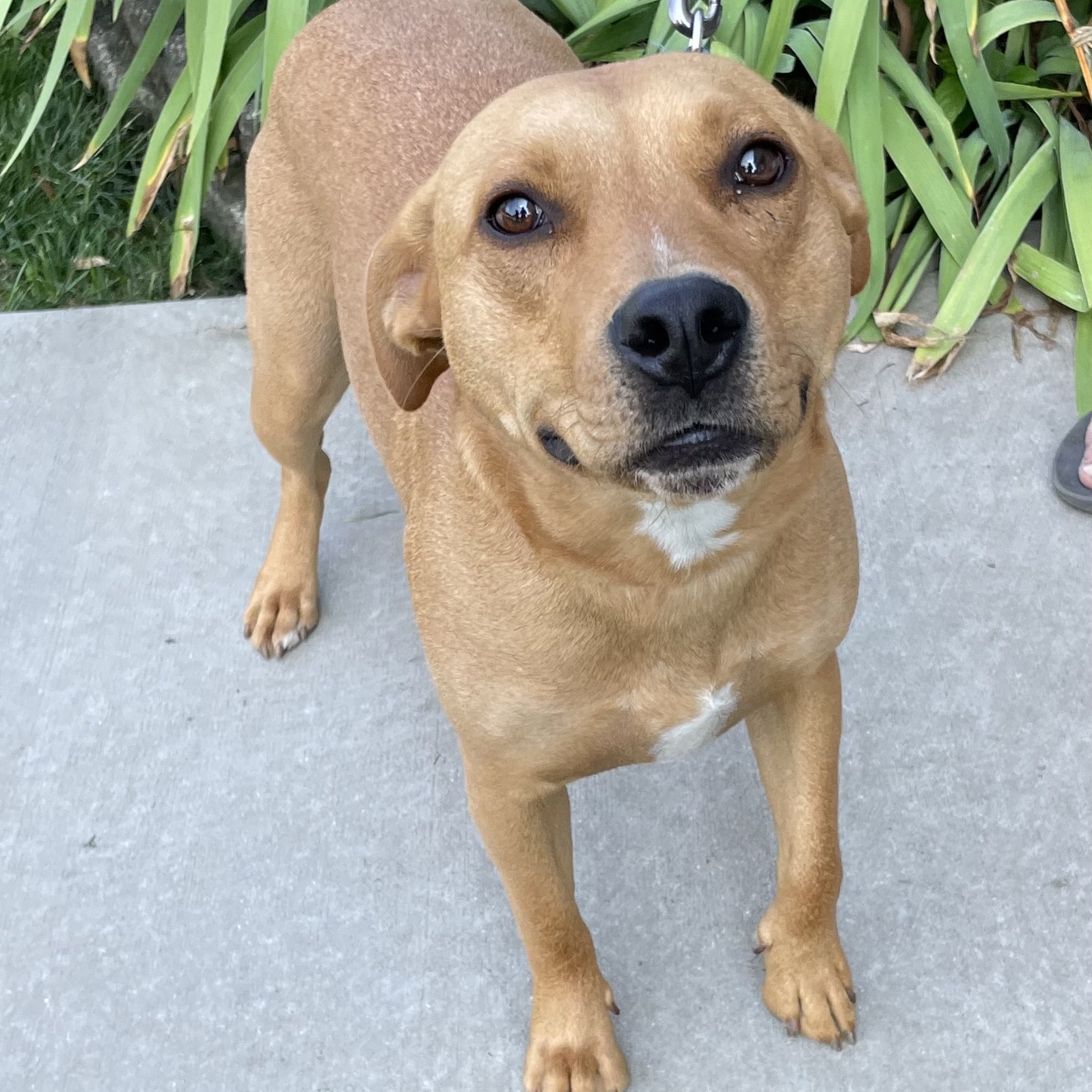 Enlarge Fred, a Adoptable mixed breed in Orland Park, IL image 3/6