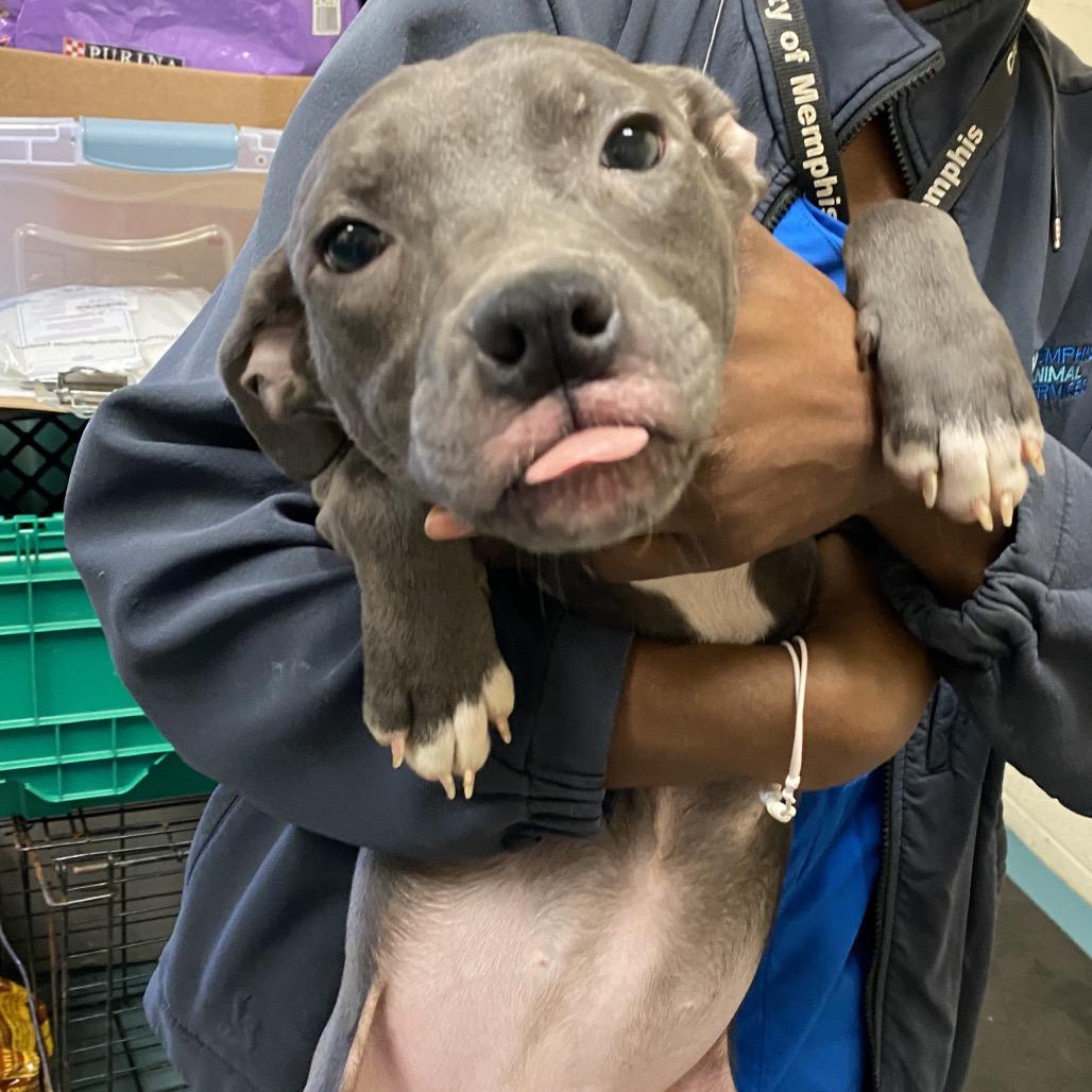 Frannie, Adoptable, Adult Female Mixed Breed.