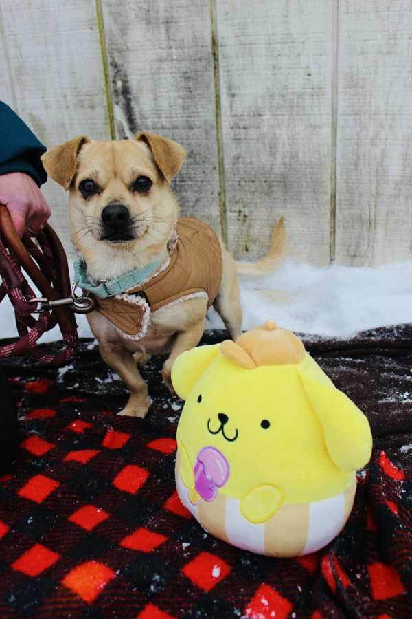 Manny, Adoptable, Adult Male Pug & Beagle.