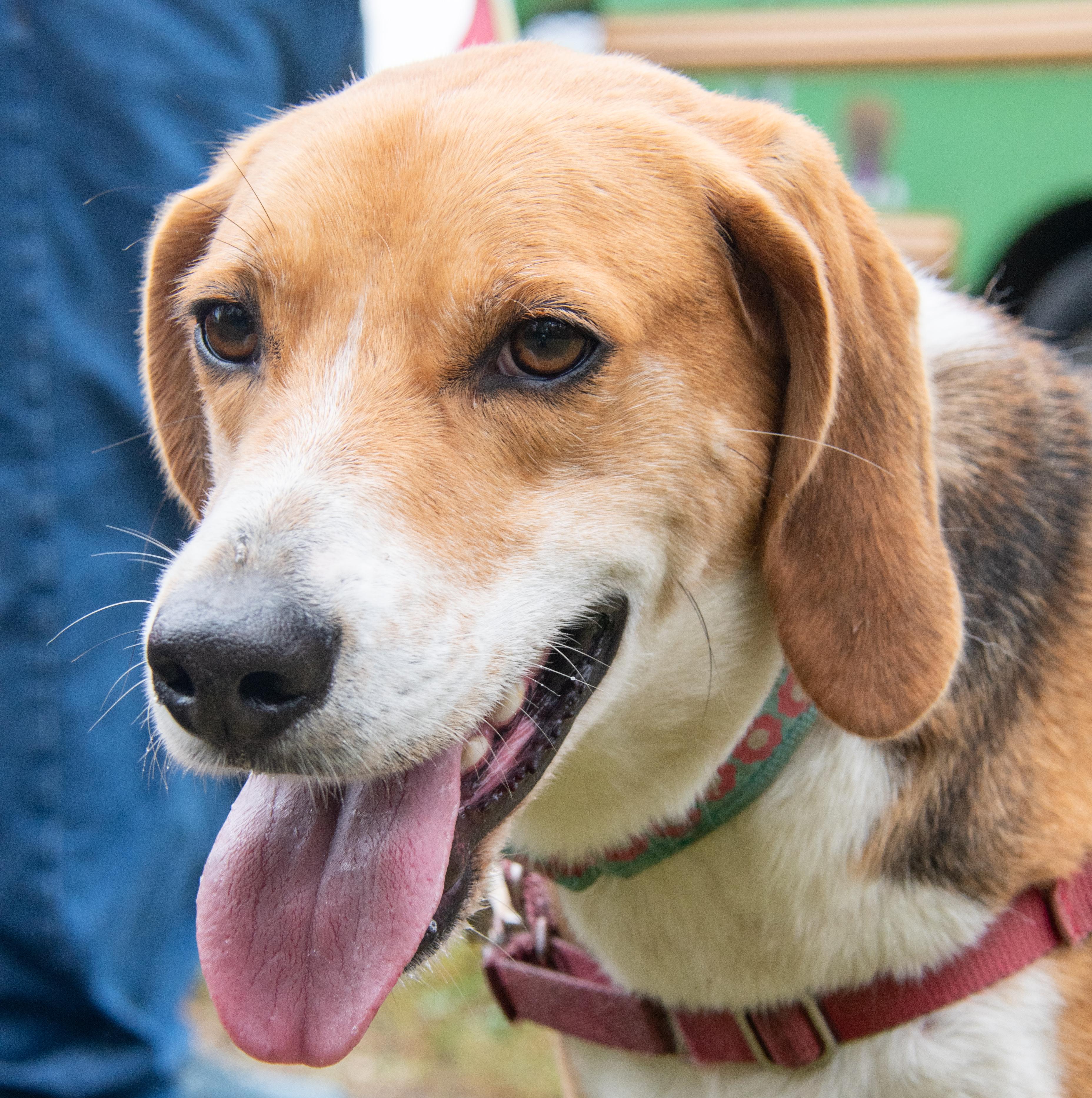 Jeremy, a Adoptable mixed breed in Midlothian, VA image 1/2