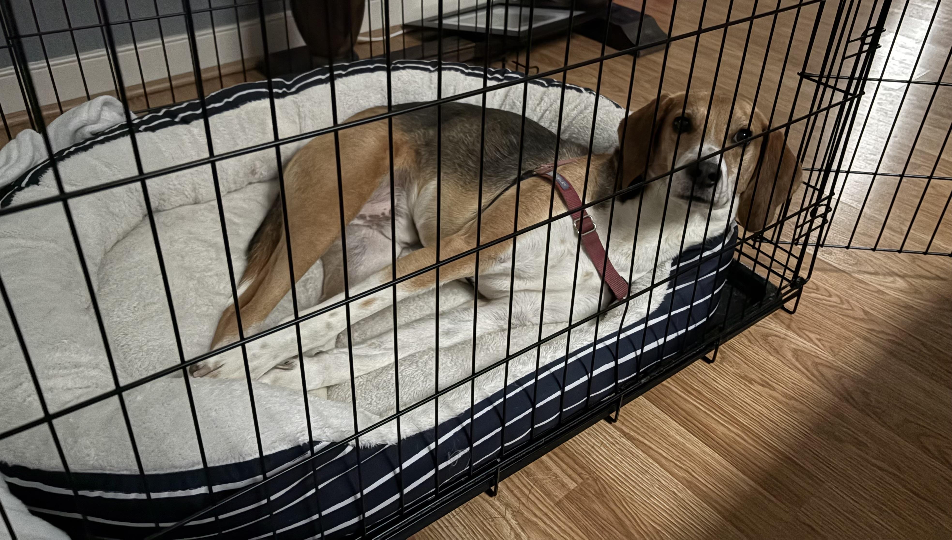 Enlarge Jeremy, a Adoptable mixed breed in Midlothian, VA image 2/4