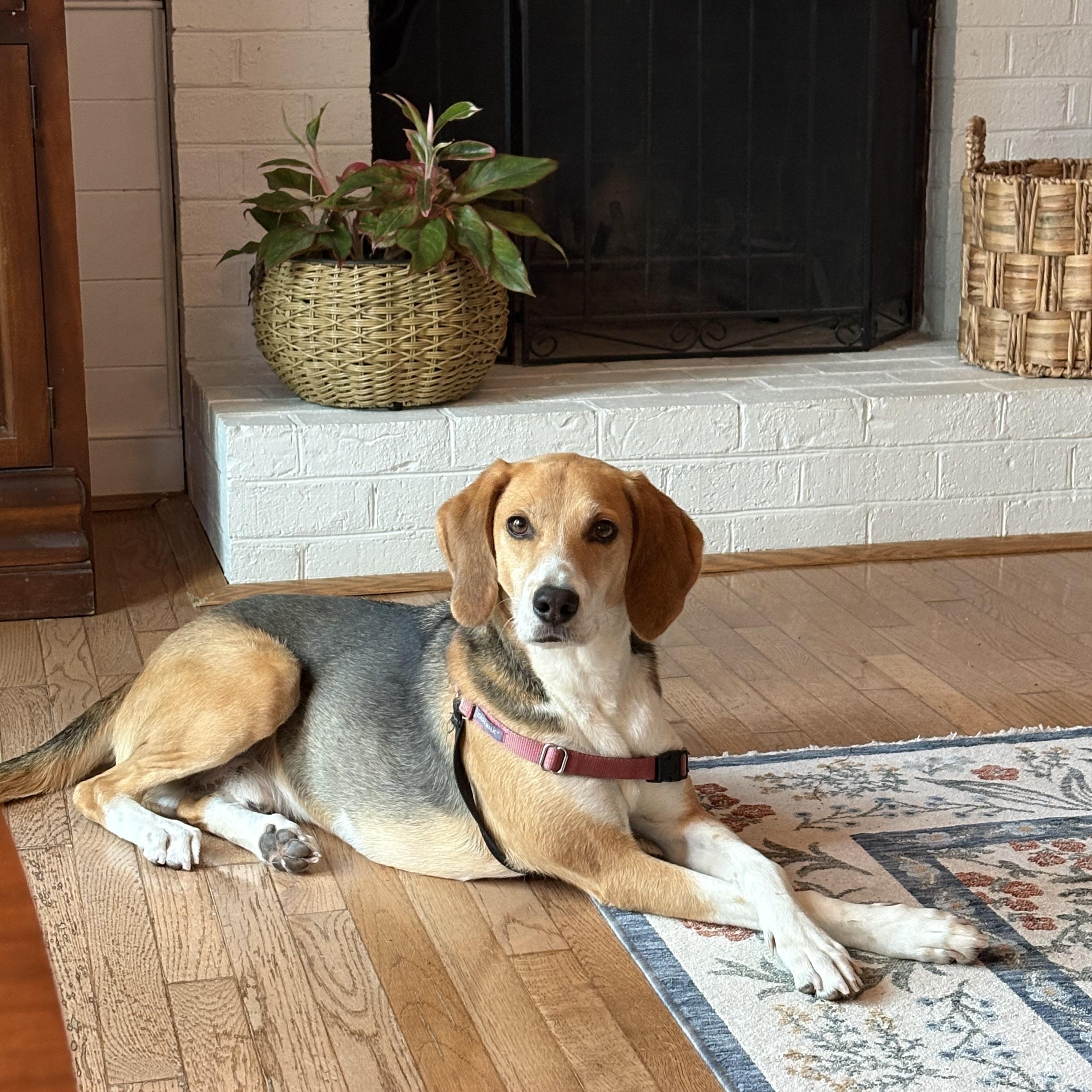 Enlarge Jeremy, a Adoptable mixed breed in Midlothian, VA image 3/4