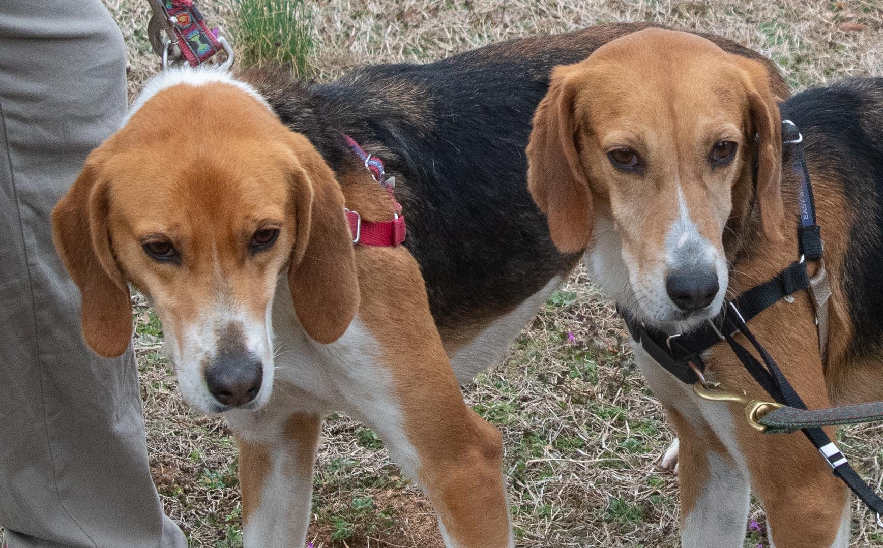 Jeremy, a Adoptable mixed breed in Midlothian, VA image 2/2