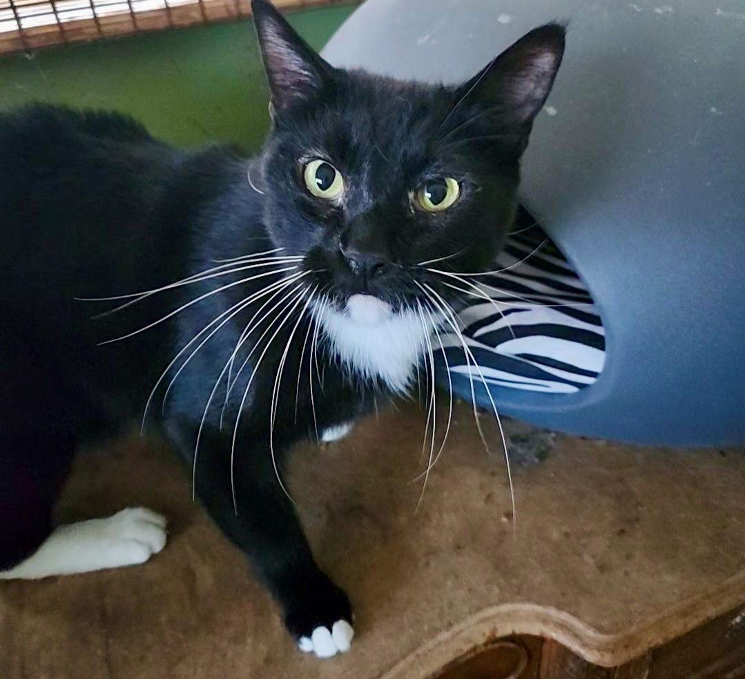 Enlarge KIKI, a Adoptable Tuxedo in Oakland Park, FL image 1/1