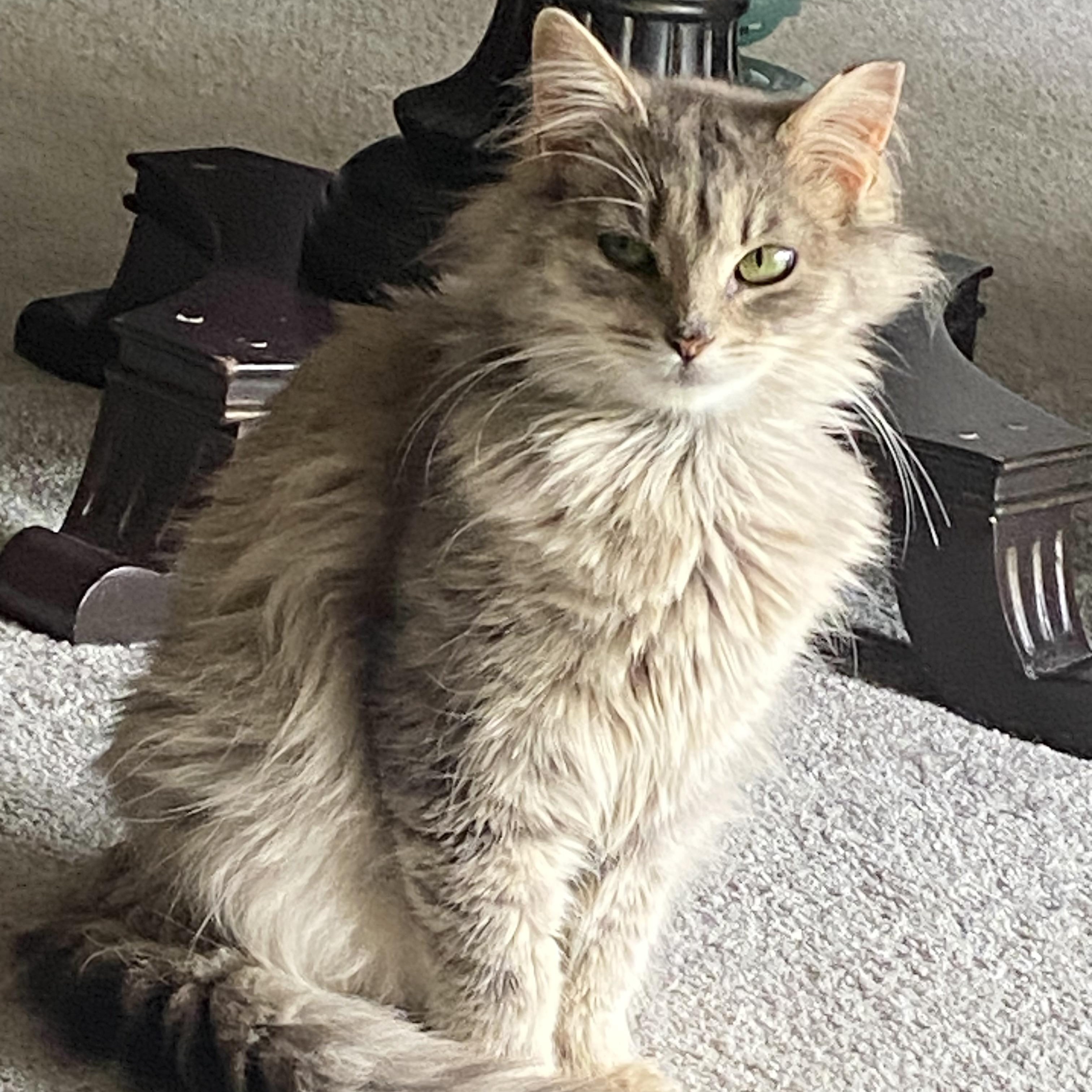 Toby (bonded with Tulip)