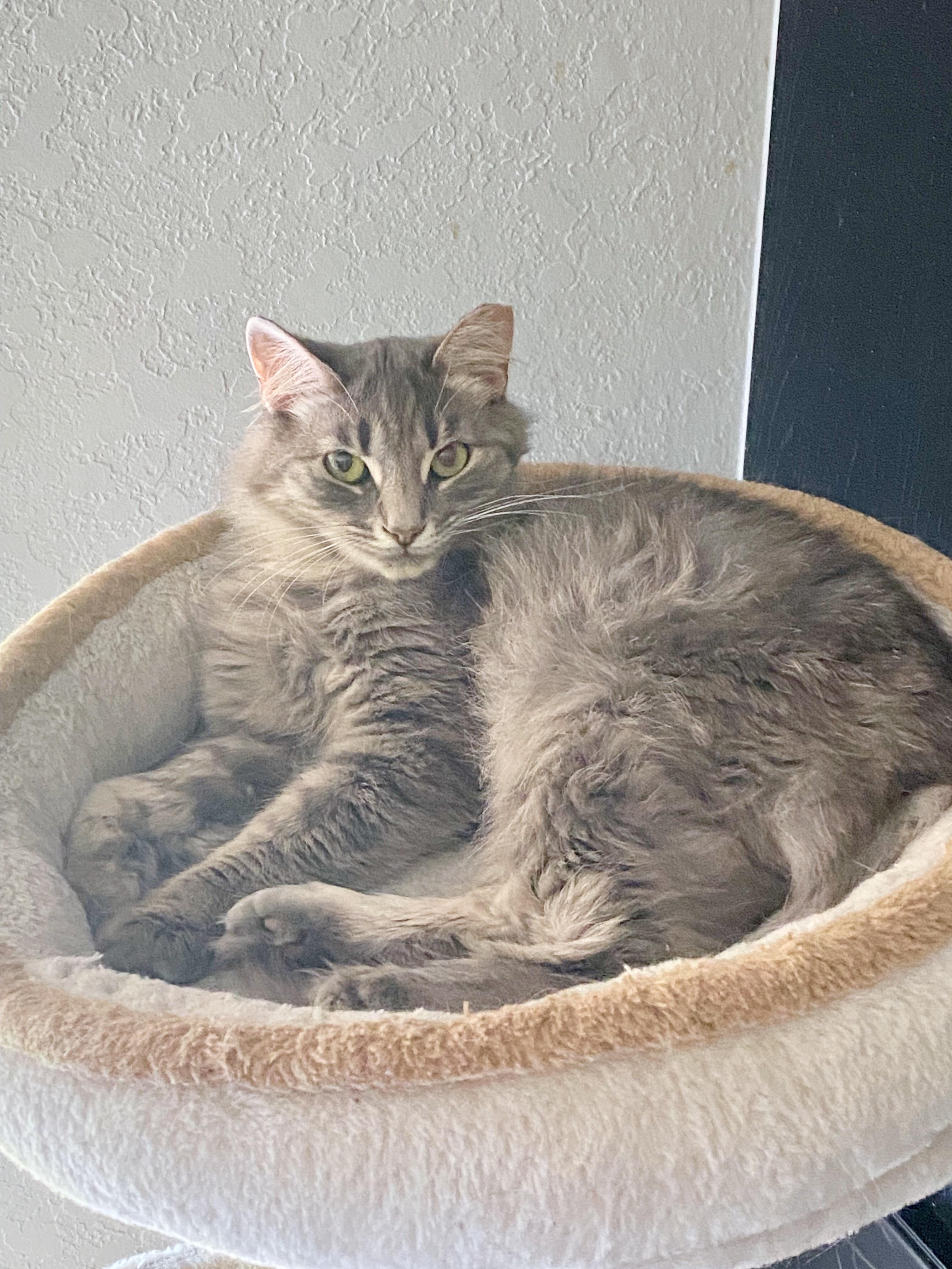 Toby (bonded with Tulip)
