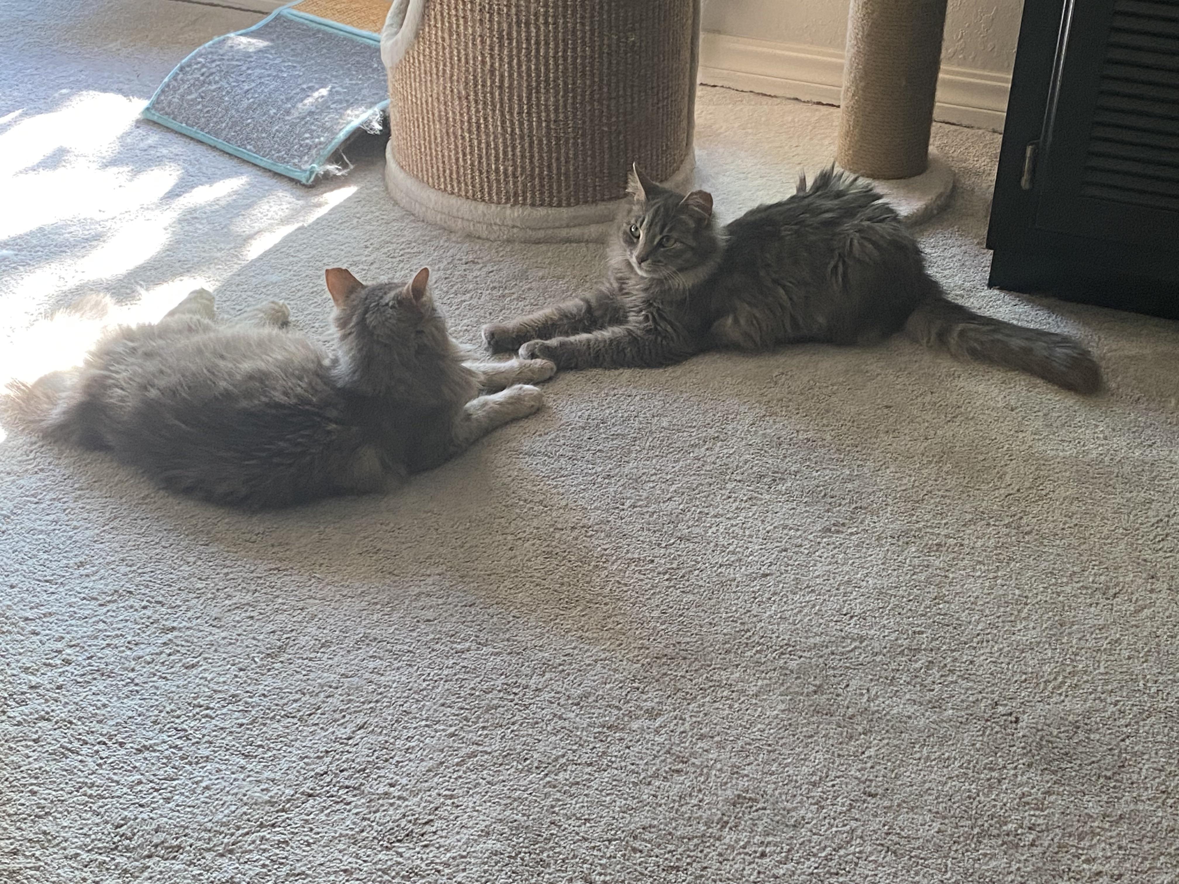 Toby (bonded with Tulip)