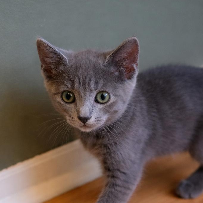 Enlarge Boris, an adopted Russian Blue in Renton, WA image 1/6