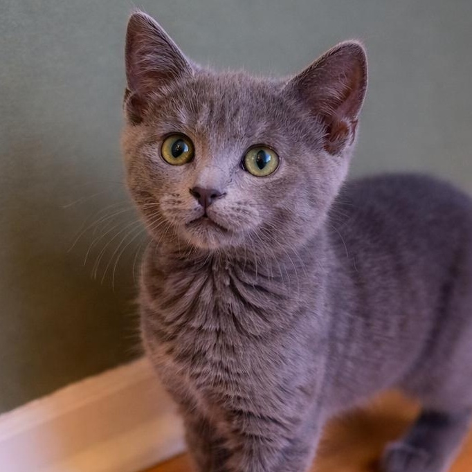 Enlarge Boris, an adopted Russian Blue in Renton, WA image 2/6