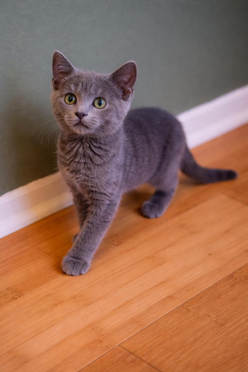 Enlarge Boris, an adopted Russian Blue in Renton, WA image 6/6
