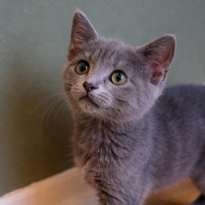 Enlarge Boris, an adopted Russian Blue in Renton, WA image 4/6