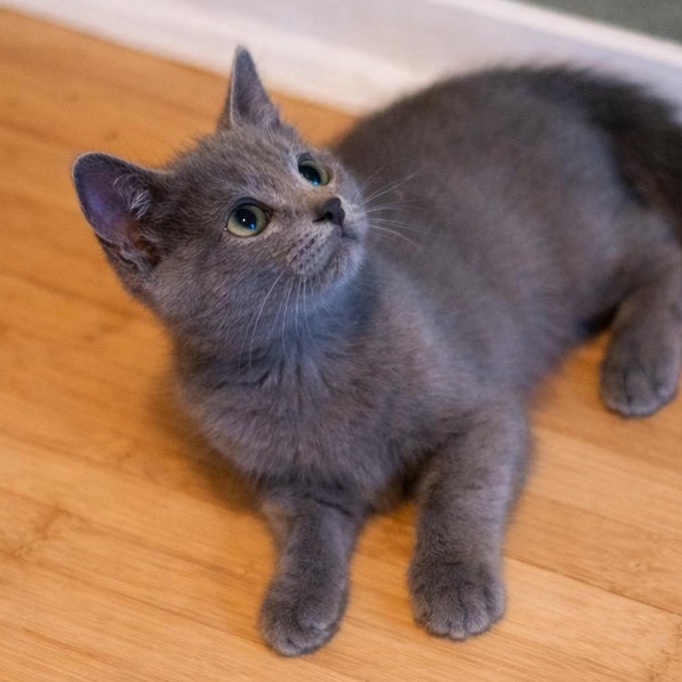 Enlarge Boris, an adopted Russian Blue in Renton, WA image 5/6