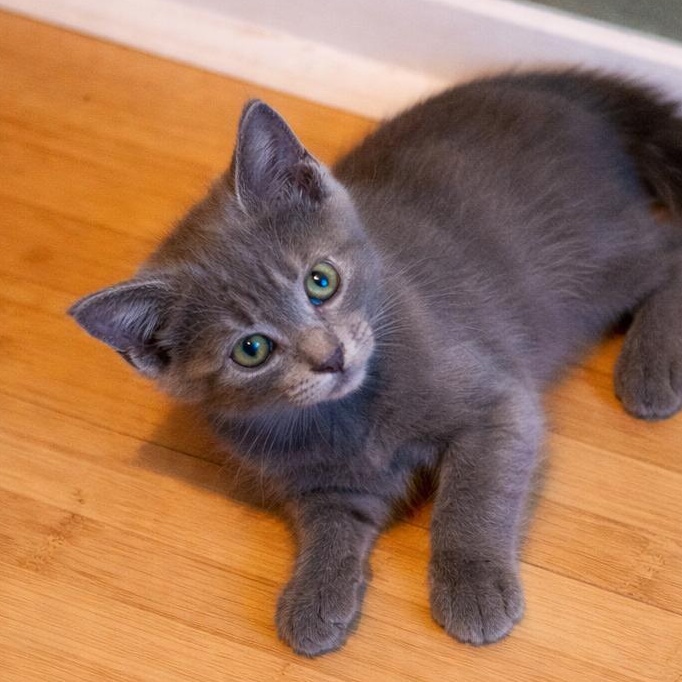 Enlarge Boris, an adopted Russian Blue in Renton, WA image 3/6