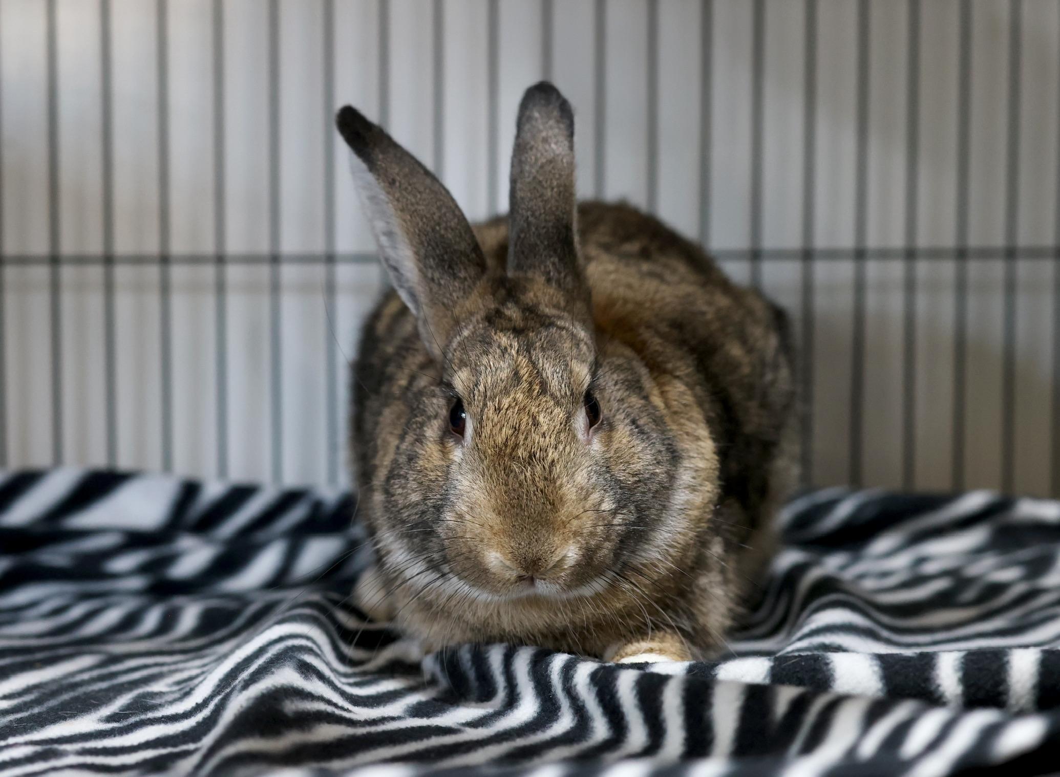Enlarge Jack, a Adoptable Bunny Rabbit in Navarre, FL image 2/2
