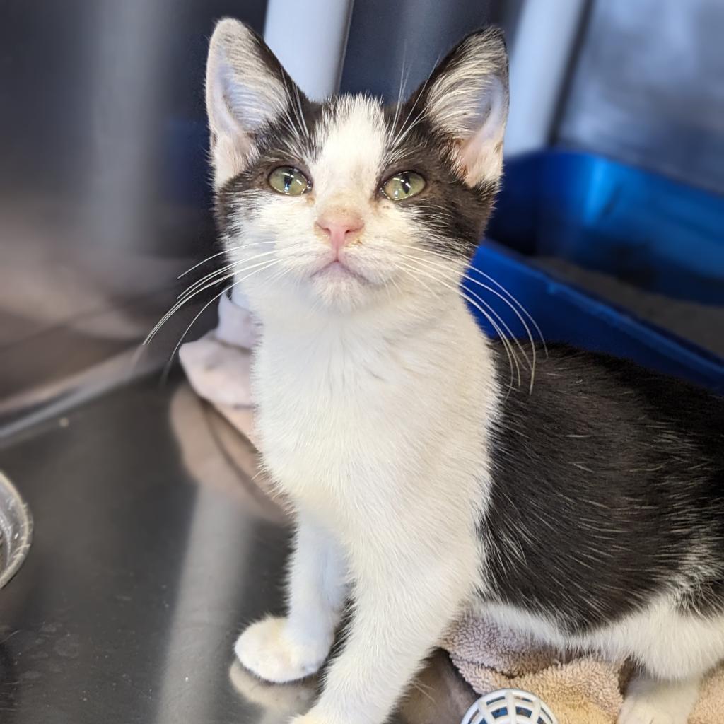 Cat for adoption VooDoo, a Domestic Short Hair in Cape Girardeau, MO