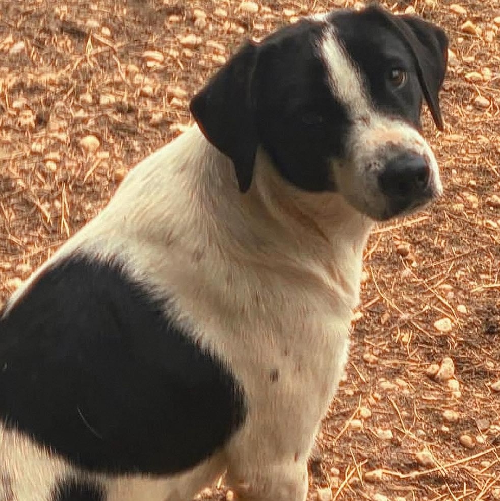 Simone, Adoptable, Adult Female Hound & Australian Cattle Dog / Blue Heeler.