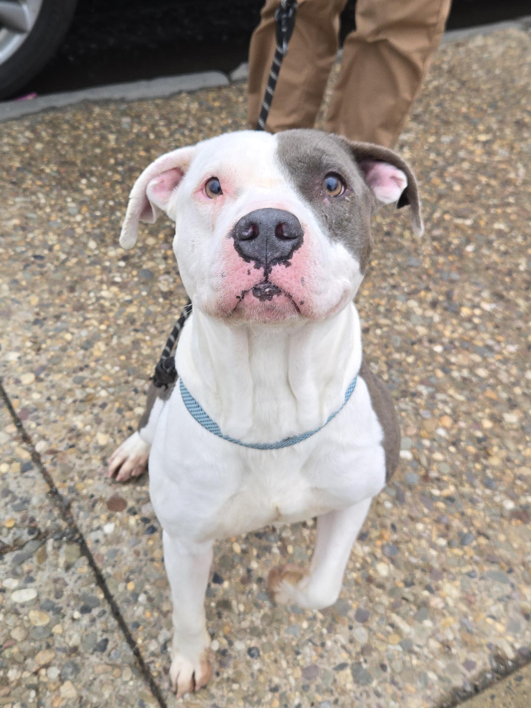 Enlarge Life, a ADOPTABLE Pit Bull Terrier in Trenton, NJ image 1/2