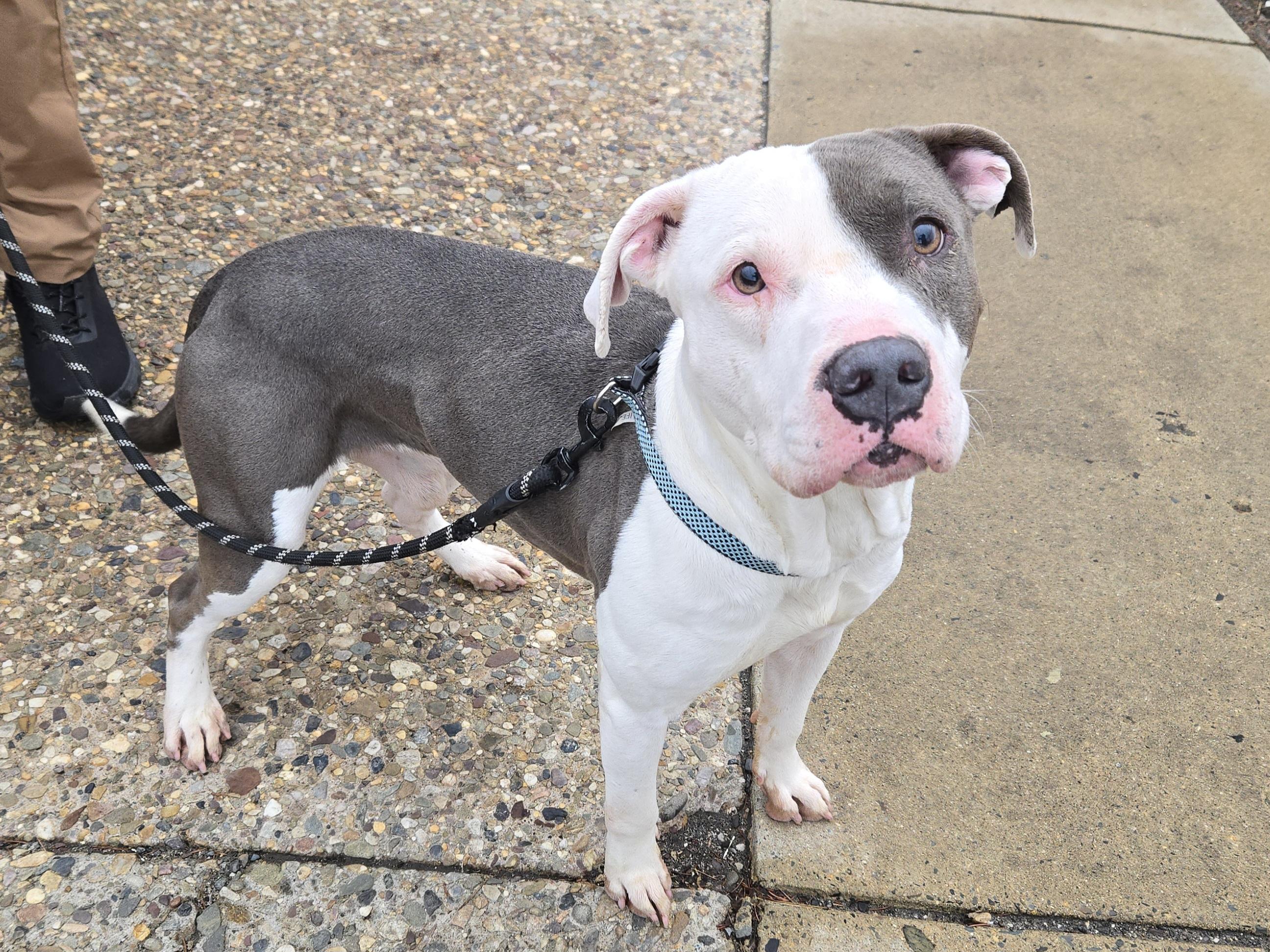 Enlarge Life, a ADOPTABLE Pit Bull Terrier in Trenton, NJ image 2/2