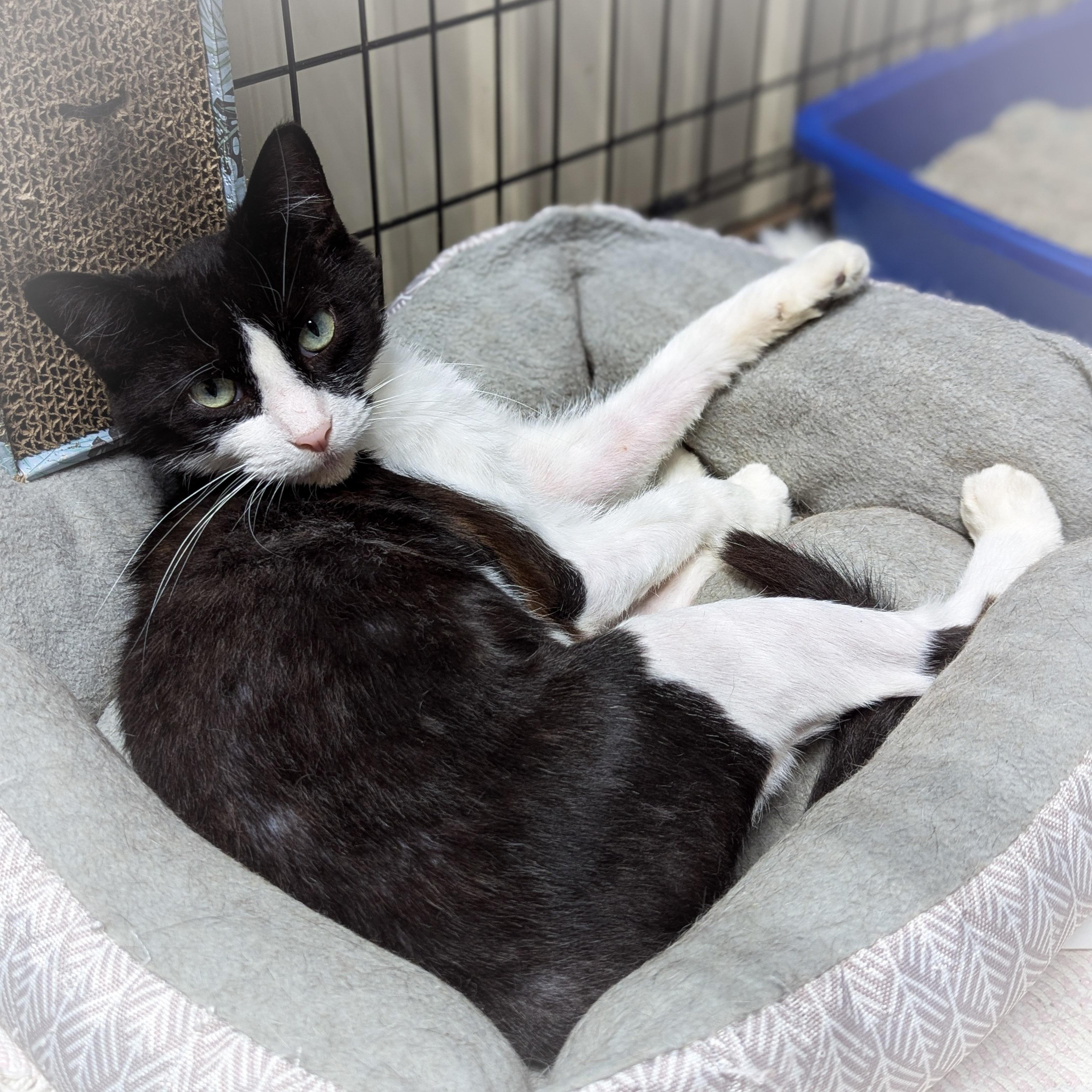 IVY, a Adoptable mixed breed in Griffith, IN image 4/4