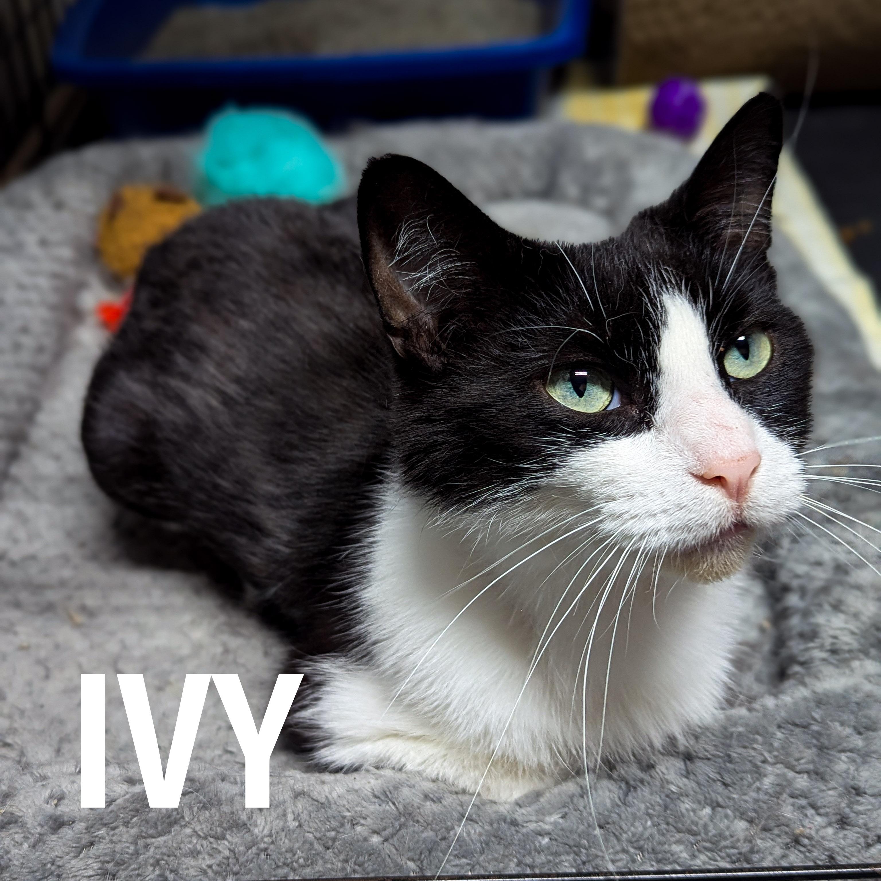 IVY, a Adoptable mixed breed in Griffith, IN image 2/4