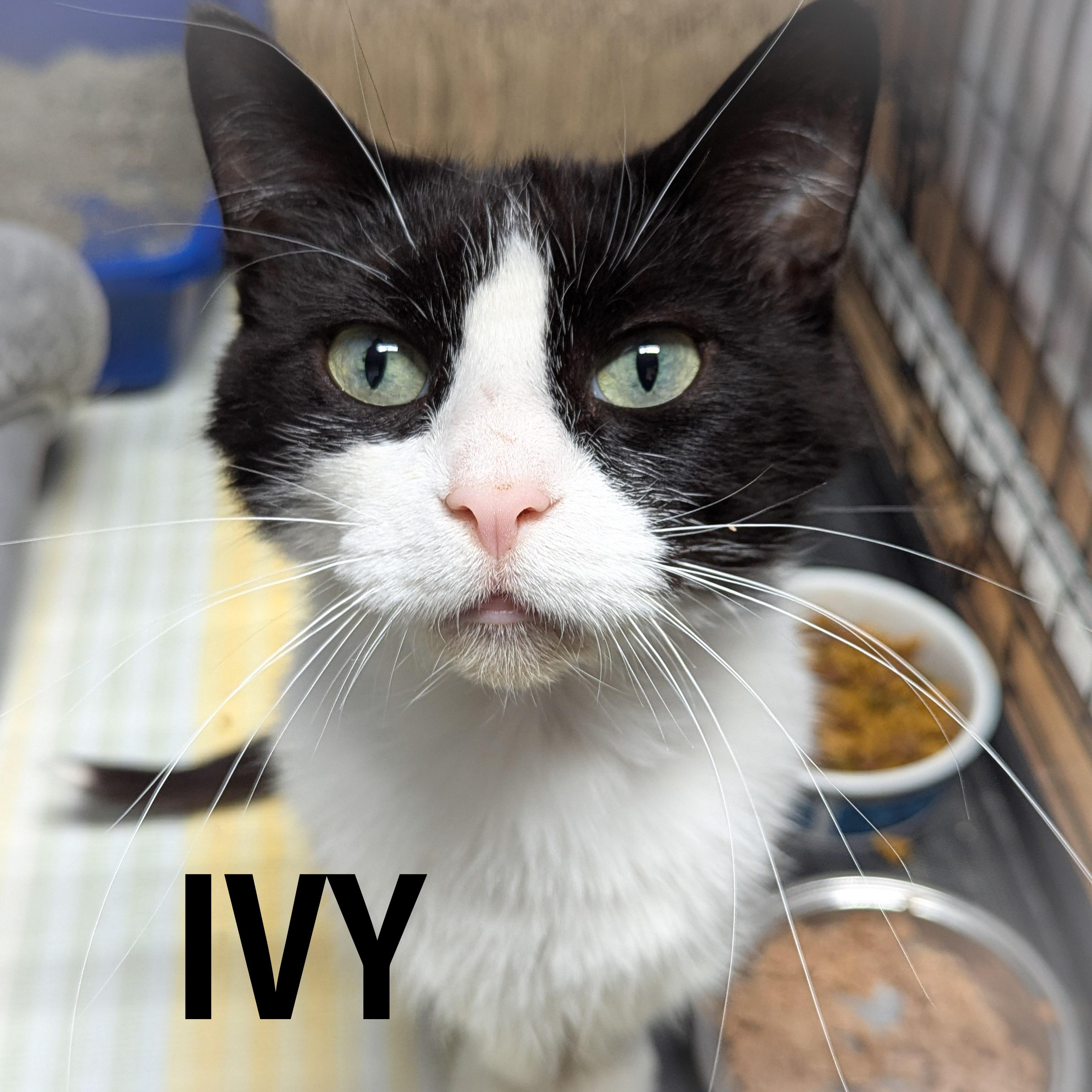 IVY, a Adoptable mixed breed in Griffith, IN image 1/4