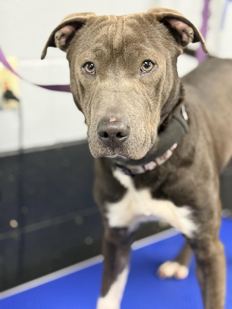 CHEVY, Adoptable, Young Male Pit Bull Terrier & Mixed Breed.