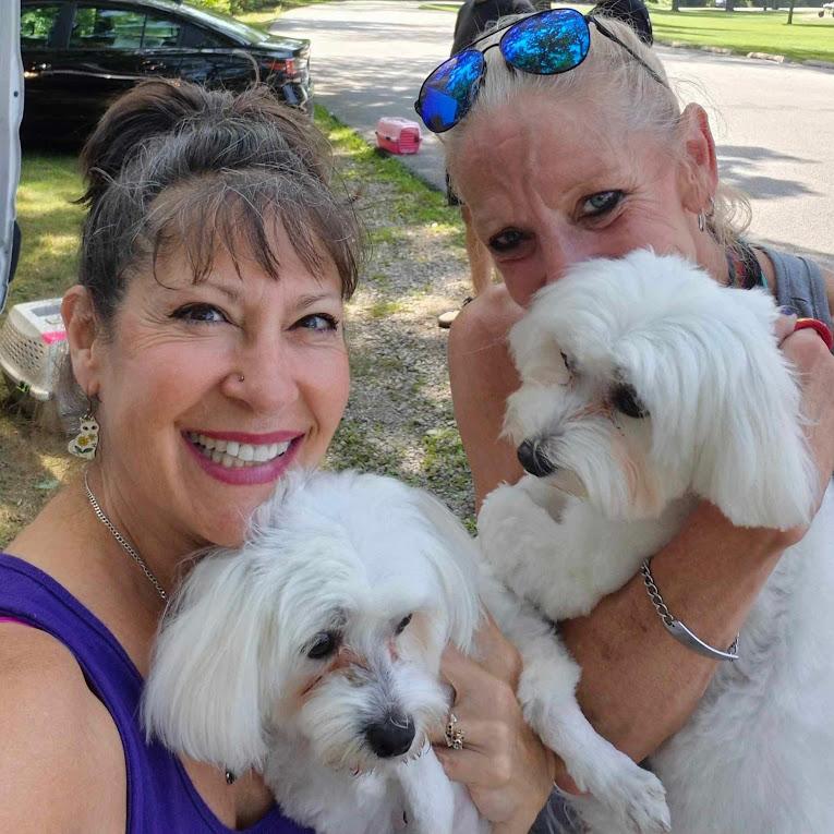 BINGO, Adopted, Adult Male Maltese.
