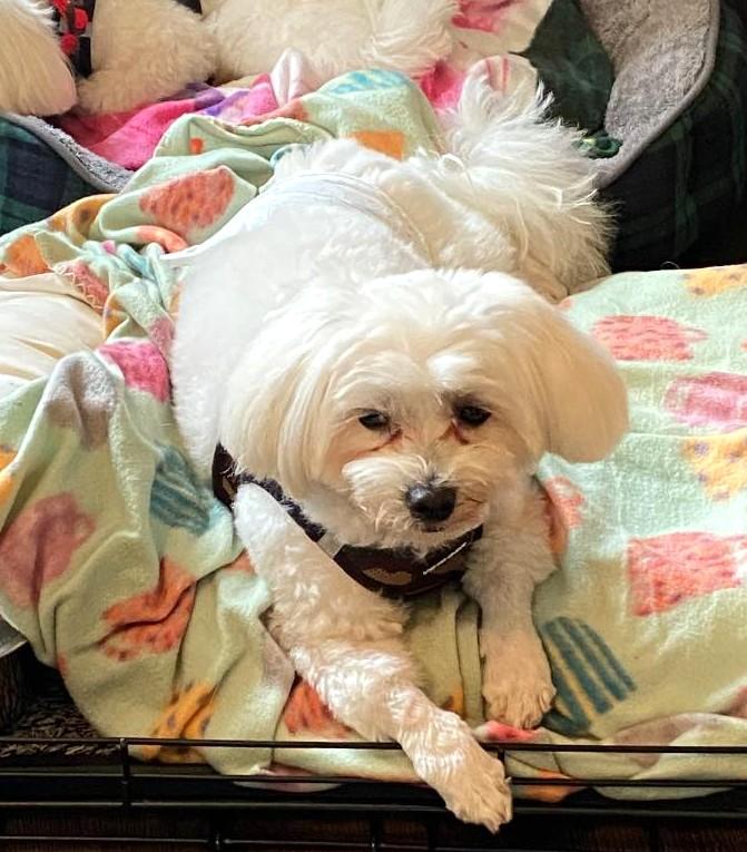 BINGO, a Adopted Maltese in Westmont, IL image 2/6