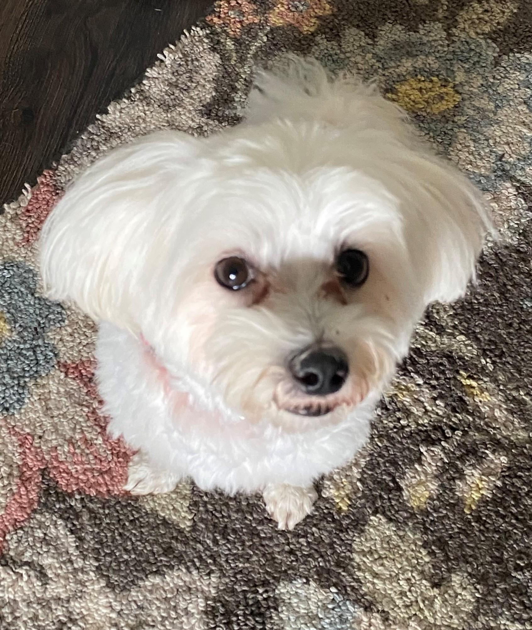 BINGO, a Adopted Maltese in Westmont, IL image 3/6