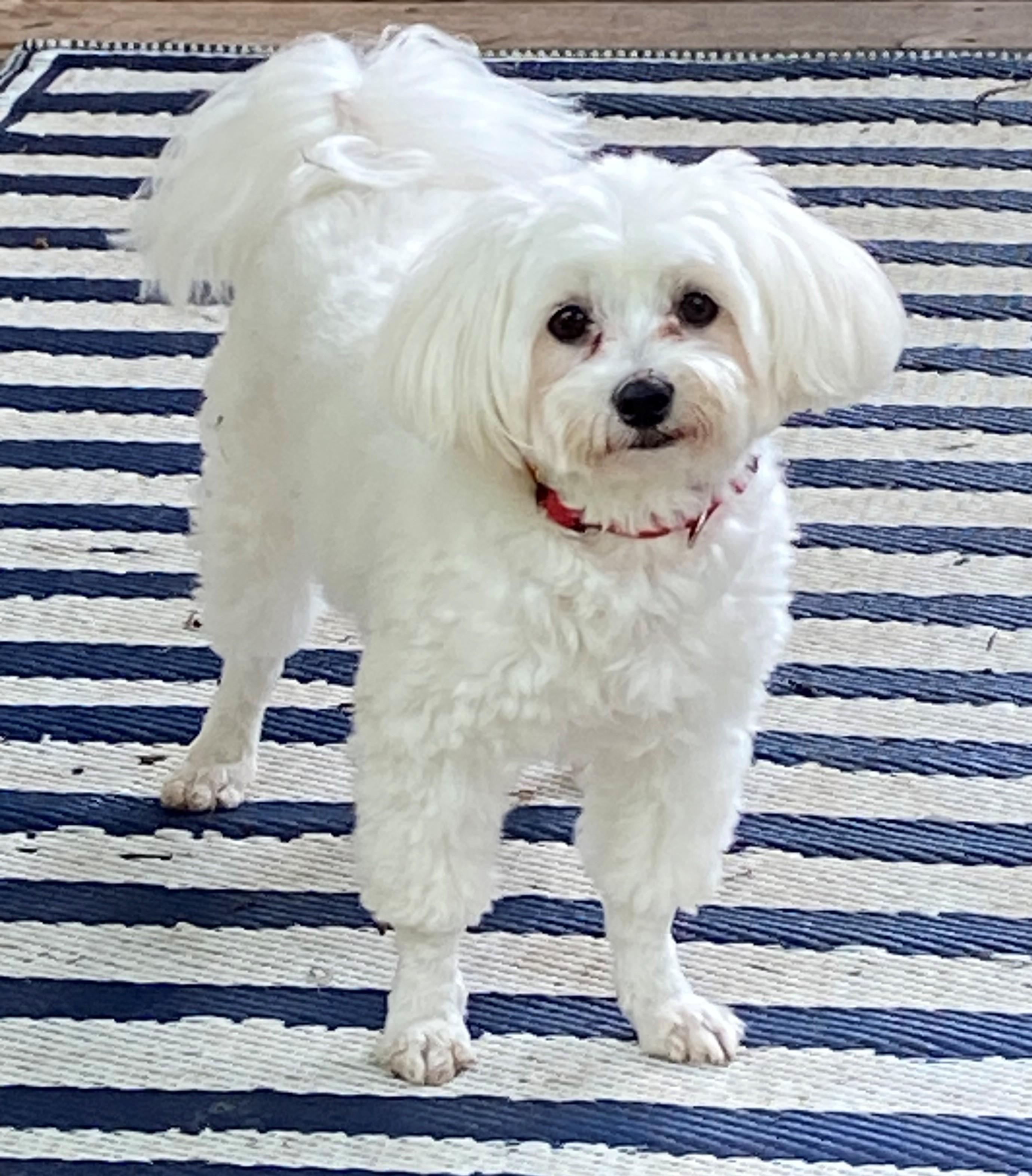 BINGO, a Adopted Maltese in Westmont, IL image 4/6