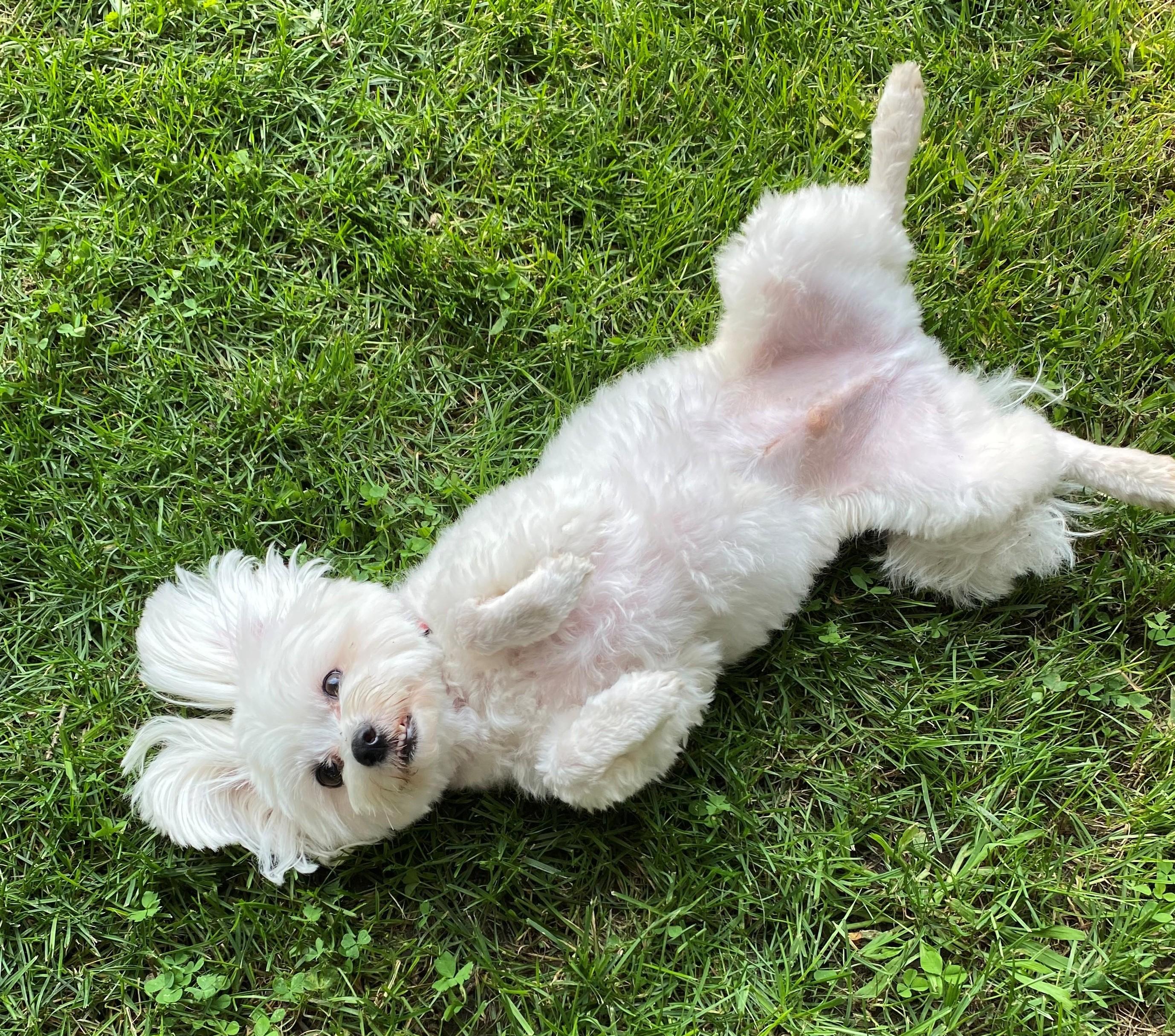 BINGO, a Adopted Maltese in Westmont, IL image 5/6