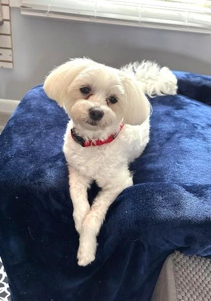 BINGO, a Adopted Maltese in Westmont, IL image 6/6