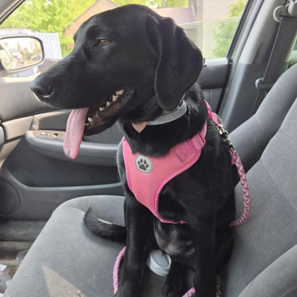 Enlarge Luna Lovegood, a Adoptable Black Labrador Retriever in South Burlington, VT image 2/2
