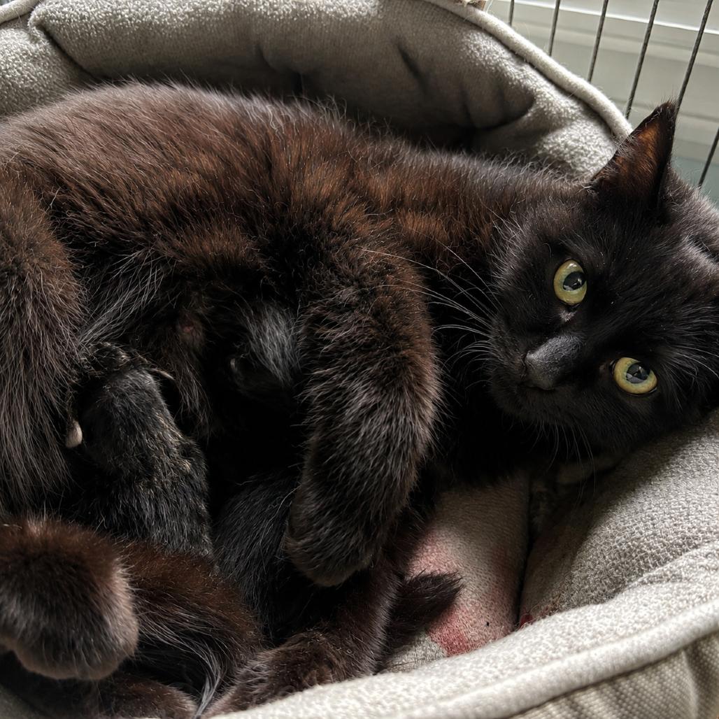 Enlarge Dale, a Adoptable Domestic Short Hair in Rochester, MN image 1/4