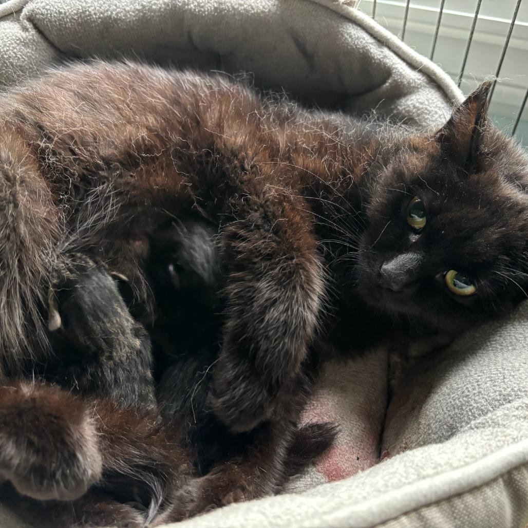 Dale, a Adoptable Domestic Short Hair in Rochester, MN image 1/4