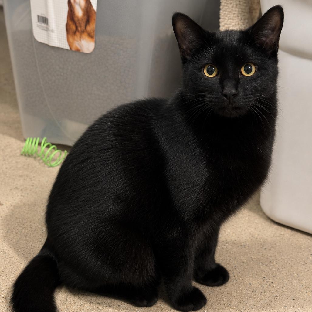 Enlarge Dale, a Adoptable Domestic Short Hair in Rochester, MN image 2/4