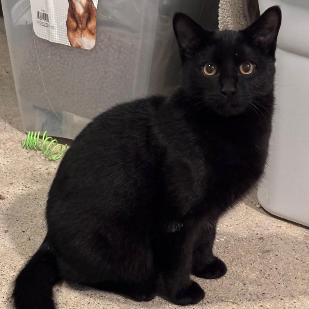 Dale, a Adoptable Domestic Short Hair in Rochester, MN image 2/4
