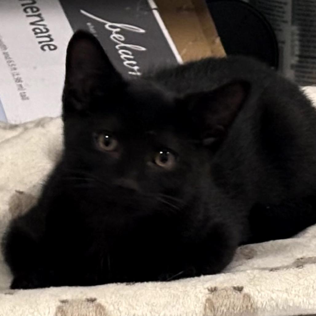 Dale, a Adoptable Domestic Short Hair in Rochester, MN image 3/4