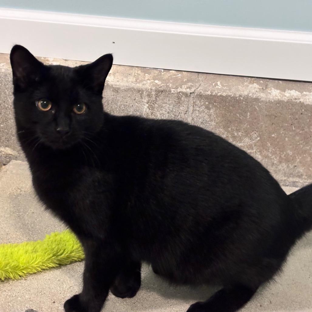 Dale, a Adoptable Domestic Short Hair in Rochester, MN image 4/4