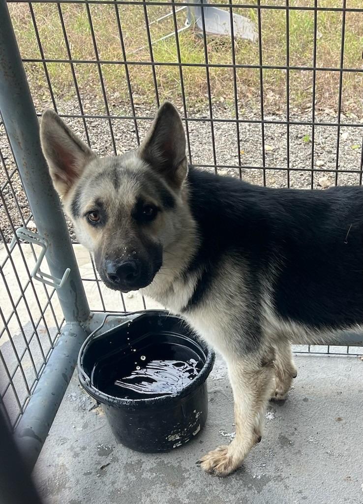 Luke, Adoptable, Adult Male German Shepherd Dog.