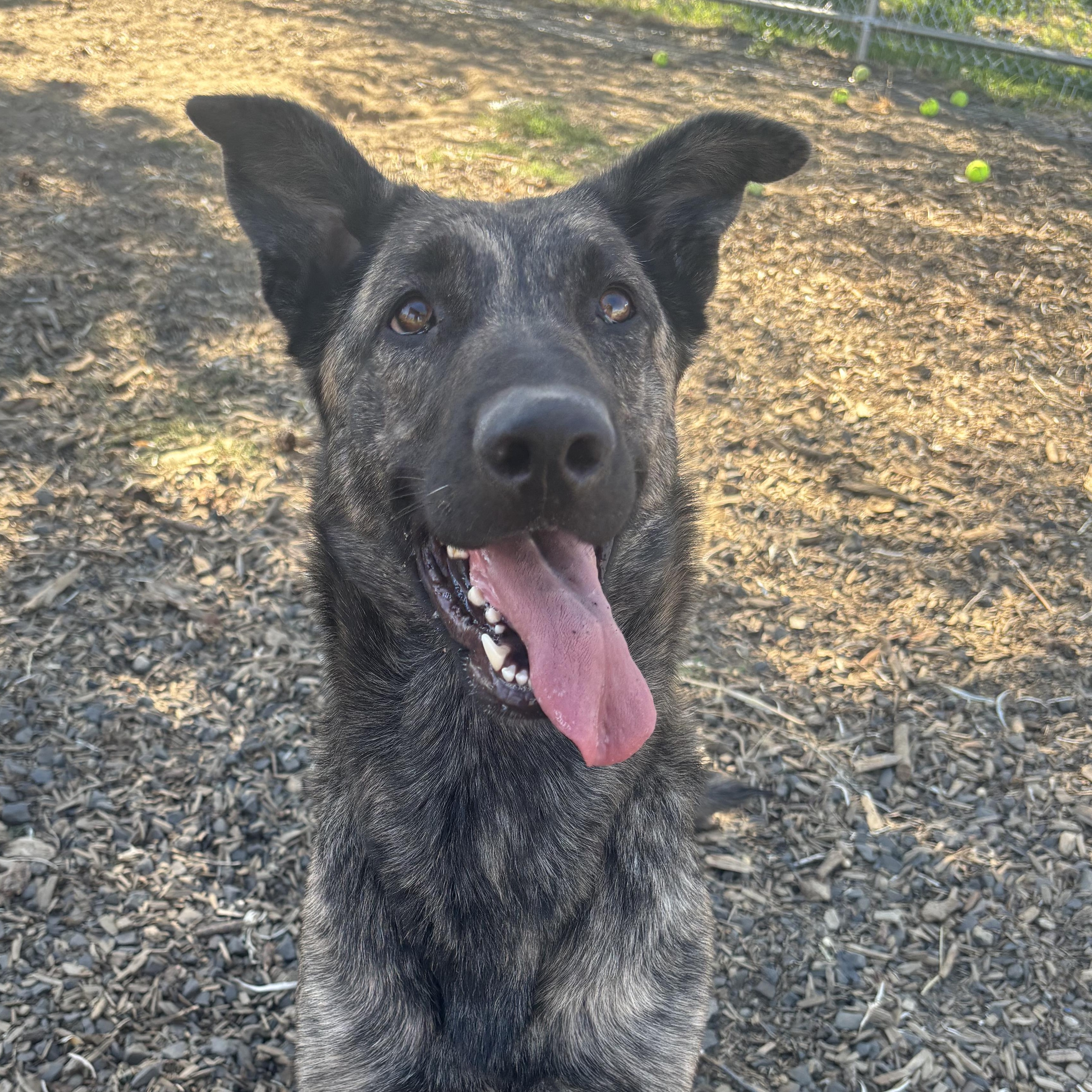 Bella, Adoptable, Adult Female Dutch Shepherd.