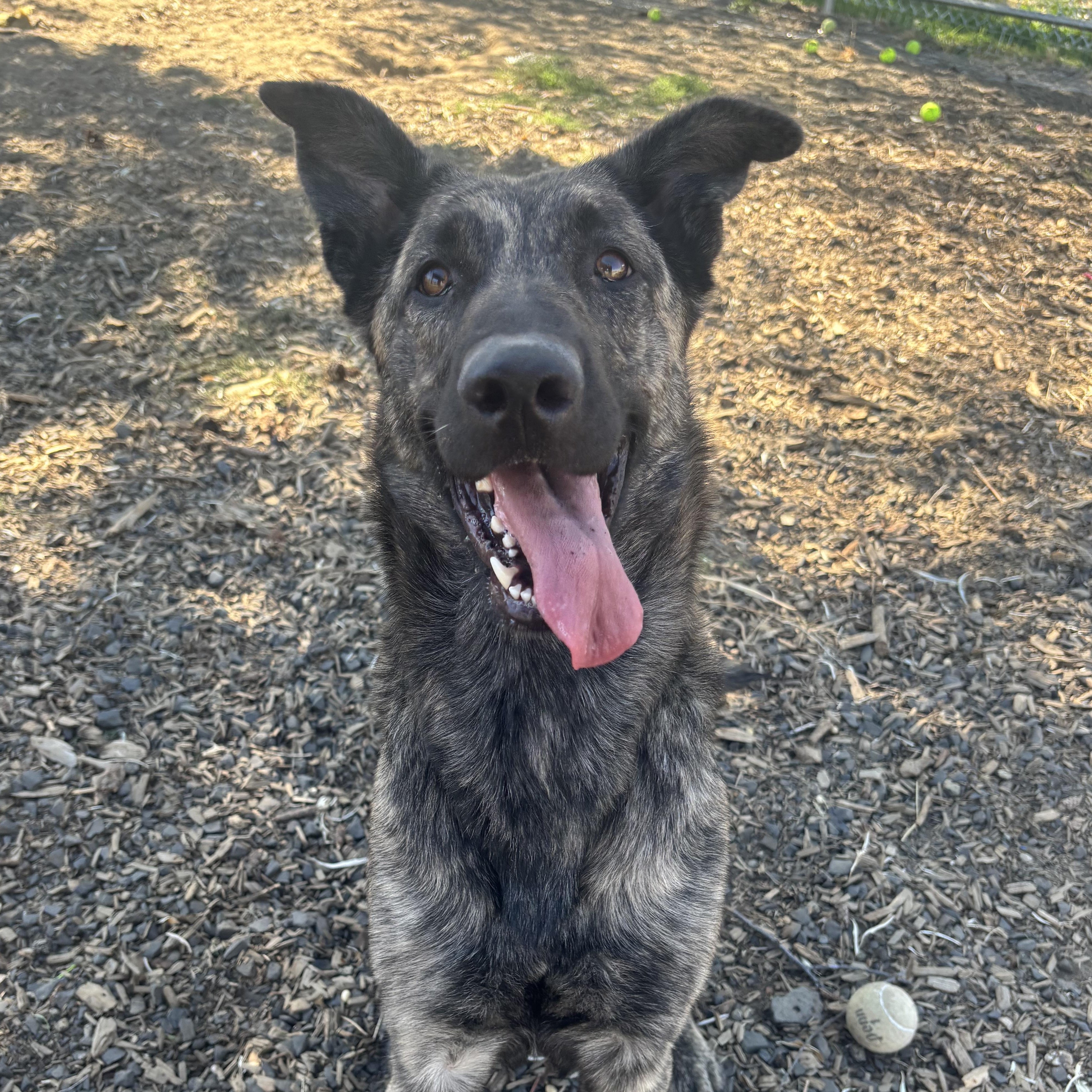 Enlarge Bella, a Adoptable Dutch Shepherd in The Dalles, OR image 2/3