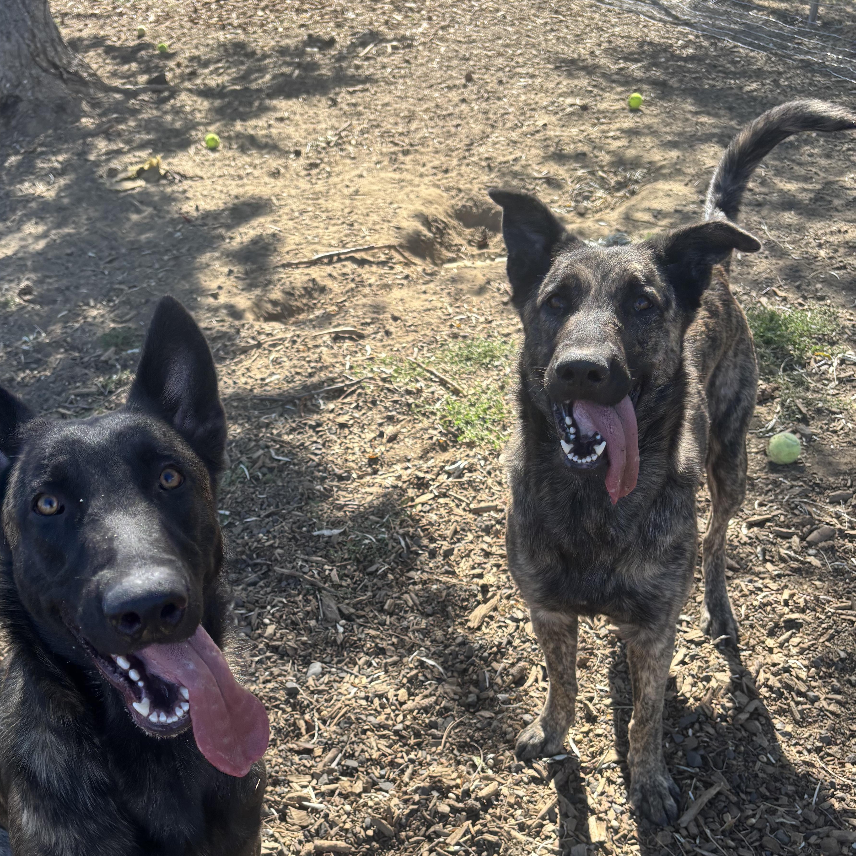 Enlarge Bella, a Adoptable Dutch Shepherd in The Dalles, OR image 3/3