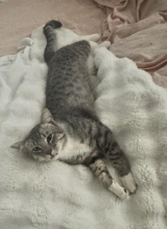 Johnnie, Adoptable, Young Male Tabby.