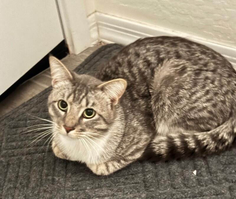Johnnie, a Adoptable mixed breed in Anthem, AZ image 3/5
