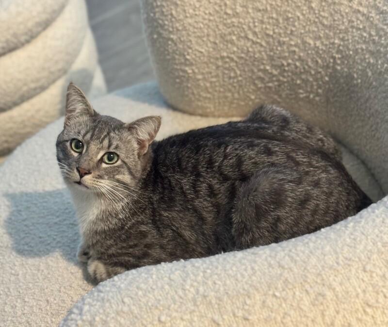 Johnnie, a Adoptable mixed breed in Anthem, AZ image 4/5