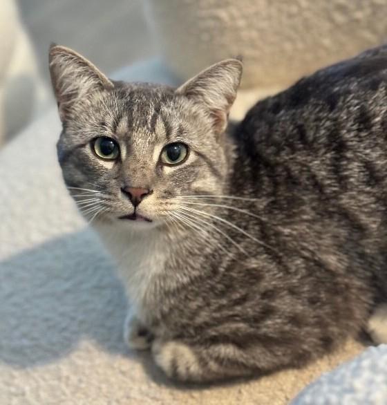 Johnnie, a Adoptable mixed breed in Anthem, AZ image 5/5