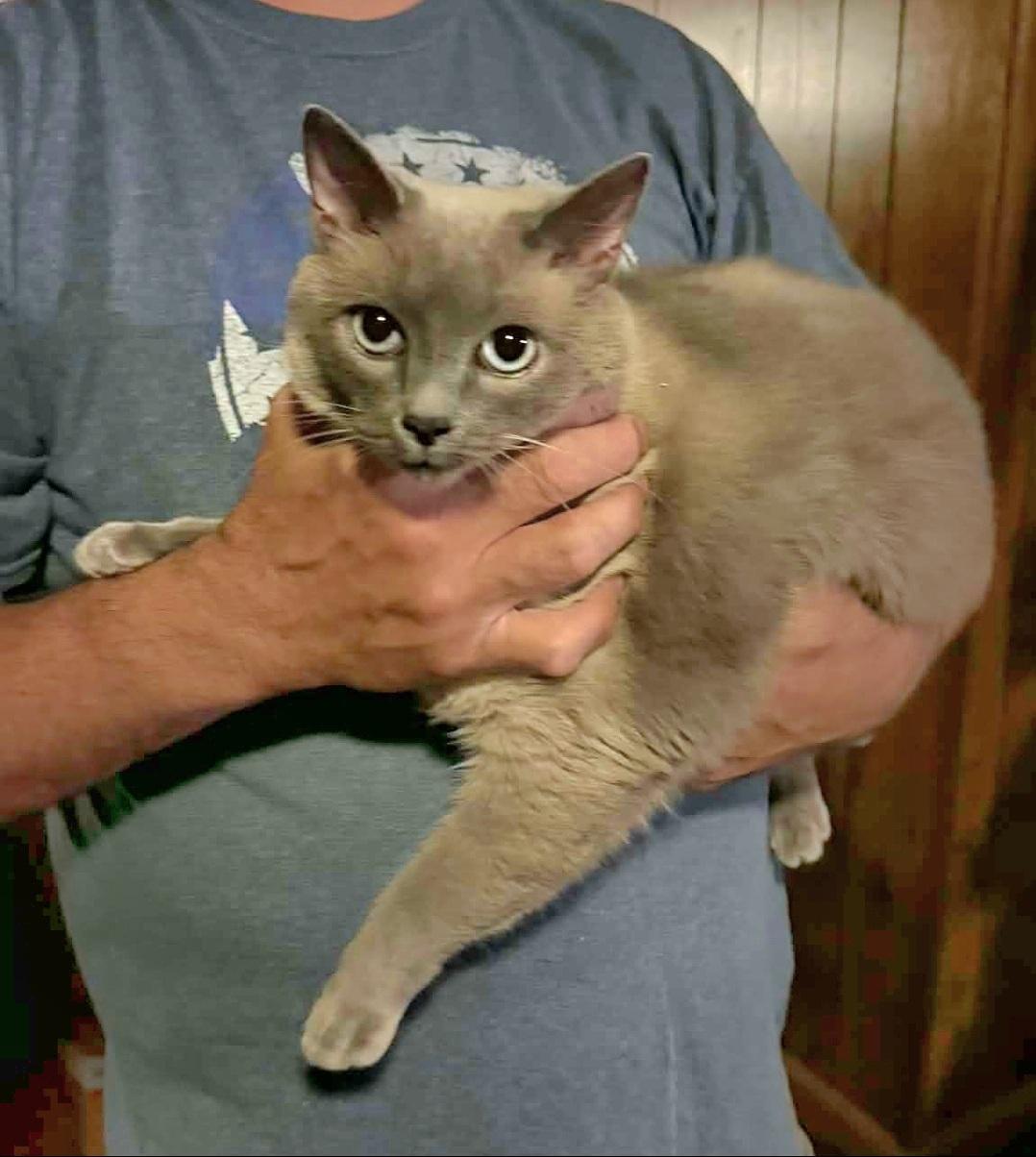 Enlarge Snowball , a ADOPTABLE Siamese in Granite Falls, NC image 1/2