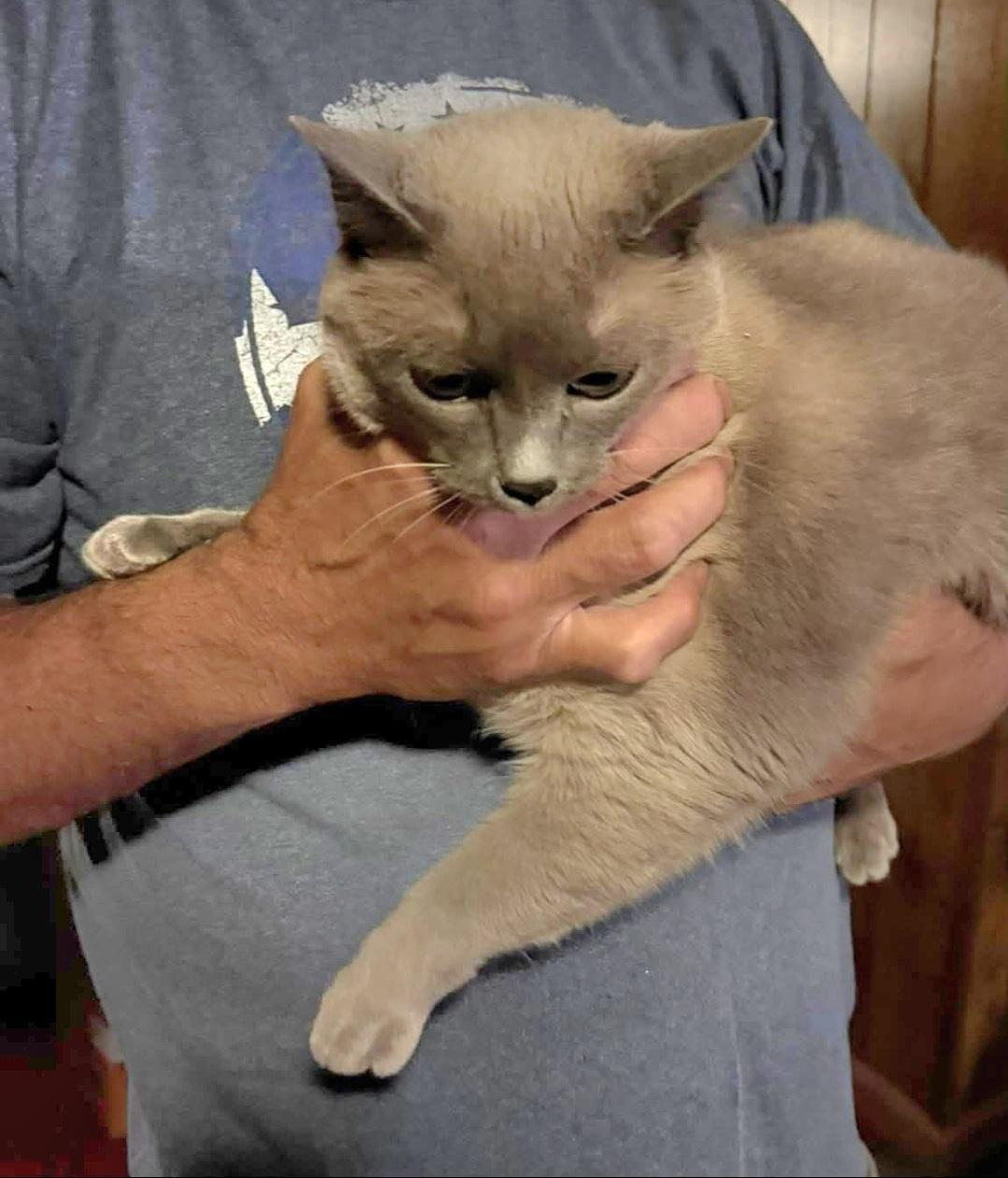 Enlarge Snowball , a ADOPTABLE Siamese in Granite Falls, NC image 2/2