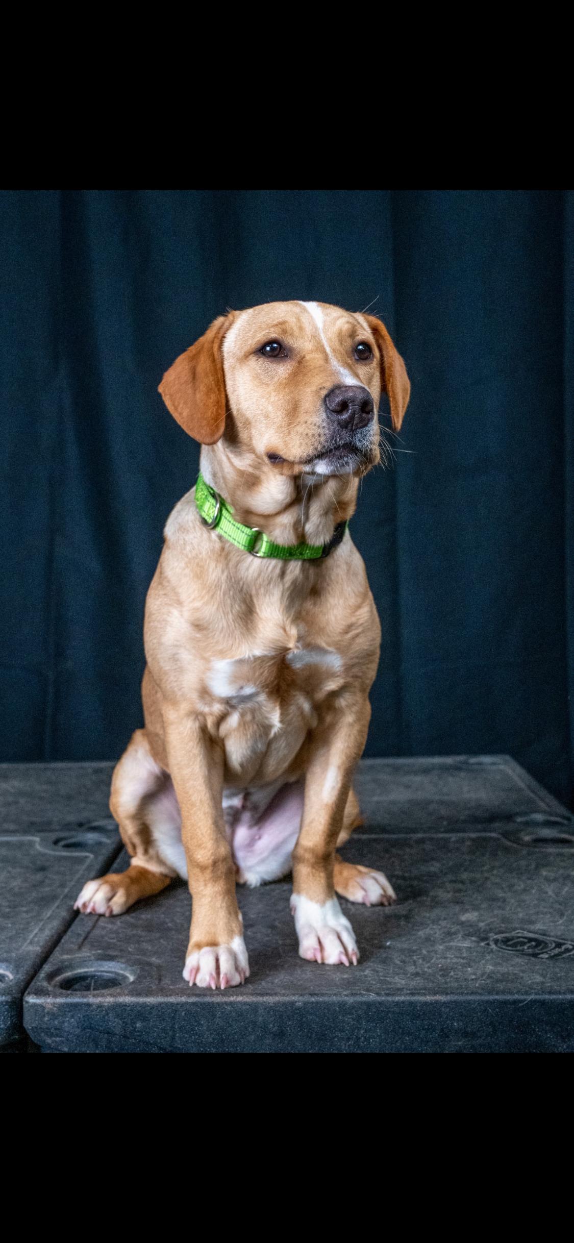 Scout, a ADOPTABLE mixed breed in Centerville, TN image 3/3